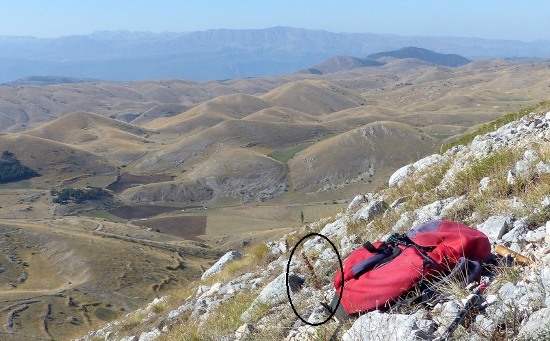 Epipactis da classificare: Campo Imperatore (AQ) luglio 2023.